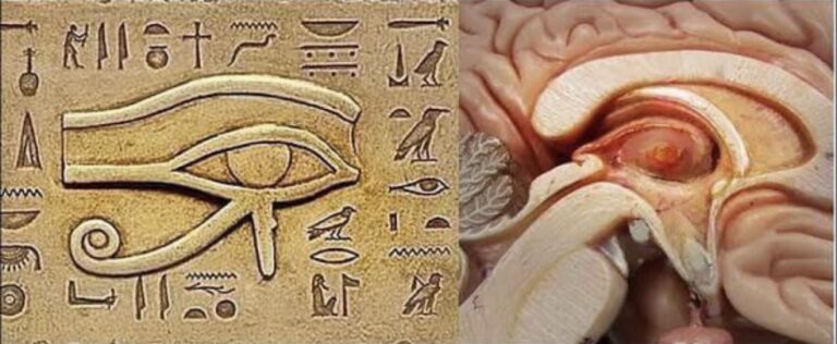 pineal gland eye of horus